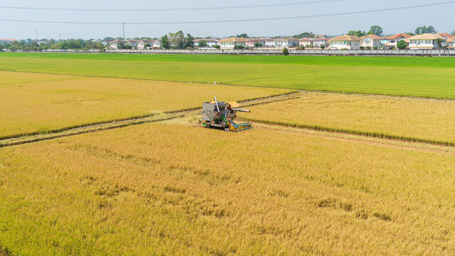 Combine harvester working in a golden rice field with suburban houses in the background