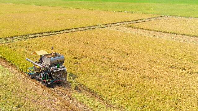 Aerial view of a combine harvester working in a golden rice field during harvest season