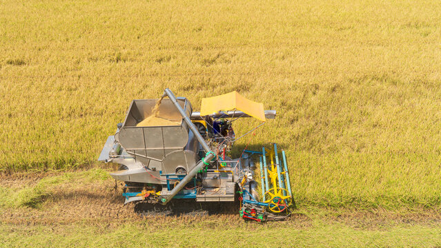 Aerial view of a combine harvester working in a golden rice field during harvest season