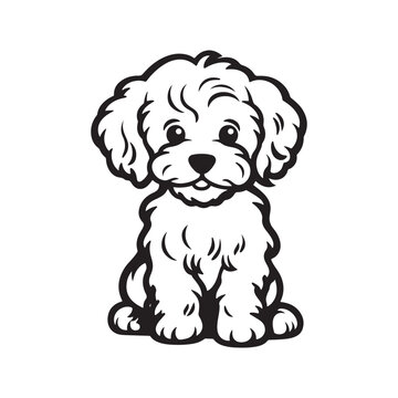 Adorable curly-haired Maltipoo puppy sitting in bold black silhouette