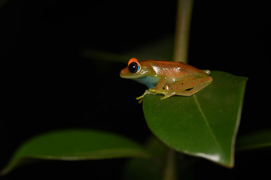 Green Bright-Eyed Frog (Boophis viridis) Resting on Leaf at Night