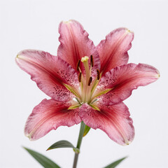 futurist, close-up of isolated easter lily bloom on white background