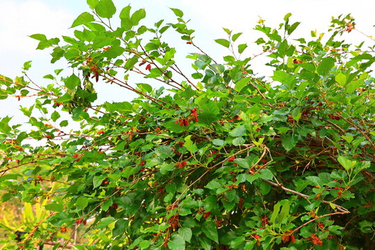 The mulberry trees in garden are covered in red fruit. The fruit is cylindrical or oval in shape. White mulberry fruit is green when unripe and turns dark red to purplish-black when fully ripe.
