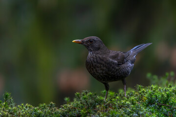 Obraz premium Blackbird (Turdus merula) in an forest. Noord Brabant in the Netherlands. 