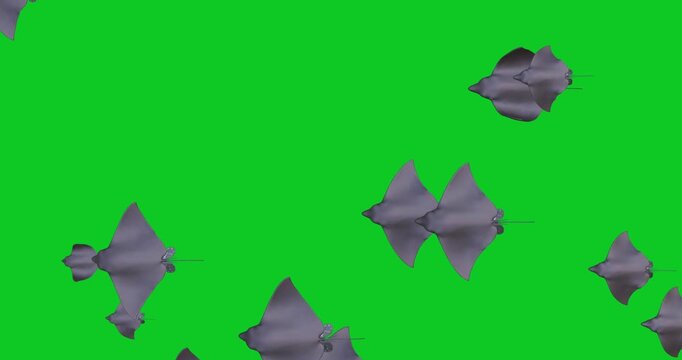 Group of manta rays swimming on green screen