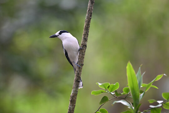 Black-and-White Bird Perched on Thin Branch in Rainforest