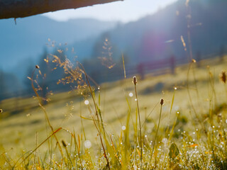 Morning light casts a gentle glow over mountain pastures, illuminating dew-kissed grass and wildflowers. The serene landscape invites tranquility and reflection.