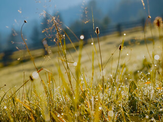 Morning light reveals a serene mountain landscape with pastures covered in dew. Nature awakens as the sun rises, casting a warm glow over the vibrant greenery. © RecCameraStock