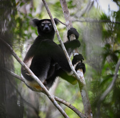 Fototapeta premium Indri (Indri indri) Adult Male Climbing in Madagascar Rainforest