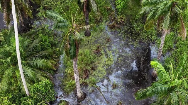Aerial Oil Palm Lush Green Plantation Over Wet Marsh