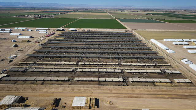 Aerial view of a large cattle farm with dense rows of livestock enclosures contrasting against the patchwork of cultivated fields, El Centro, California, United States.