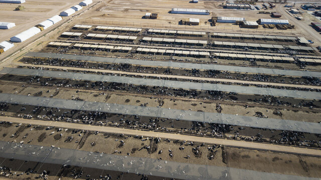 Aerial view of a stark landscape where geometric patterns of livestock pens contain a multitude of cattle under the open sky, El Centro, California, United States.