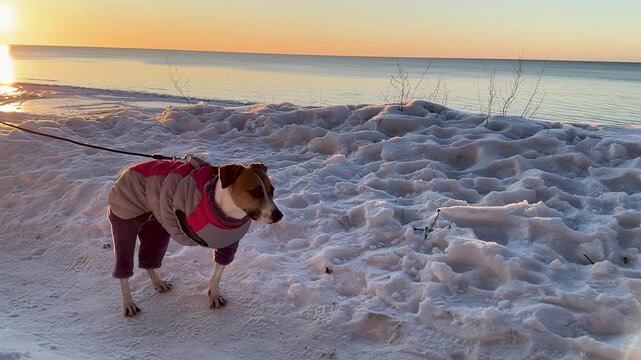Adopted three legged shelter dog in warm jacket standing on snowy beach during winter sunset walk by the sea, inspiring story of resilience and animal adoption.