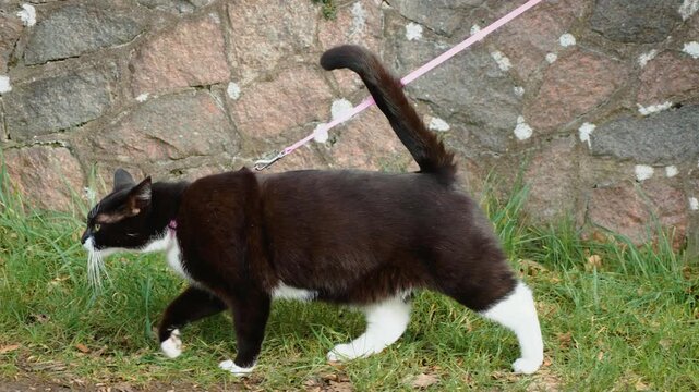 Energetic pet cat walking on leash during outdoor training and exploration. Strong black and white feline moving forward with purposeful stride and active curious behavior. Responsible pet ownership