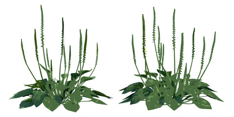 Two clusters of green plantain or similar vegetation on white © Mityunjoy