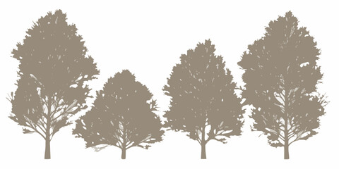 Obraz premium Silhouette of coniferous trees against a plain white background