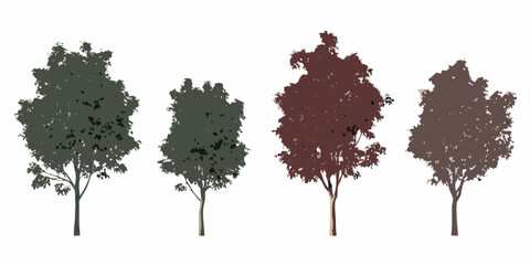 Four deciduous trees in varying autumnal colors isolated on white