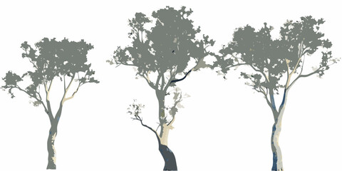 Three eucalyptus trees stand isolated on a plain white background © Mityunjoy