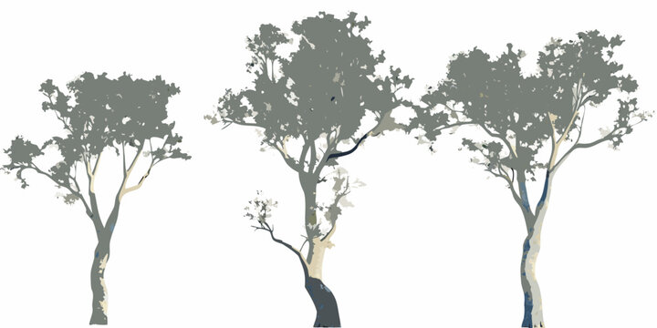 Three eucalyptus trees stand isolated on a plain white background