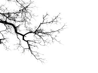 Abstract monochromatic branches forming an intricate network against a plain background