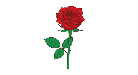 Fototapeta premium Vibrant red rose with green leaves isolated on white background