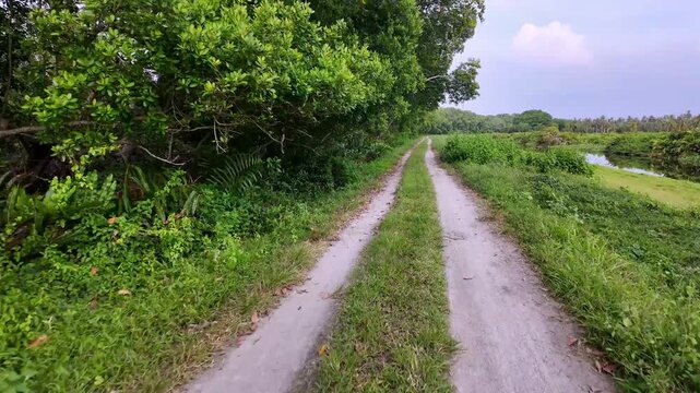 Pov walk along narrow nature path by marsh and trees