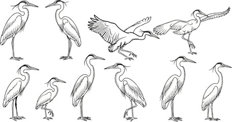 Fototapeta premium Ten sketches of herons in various poses, some standing, some in flight