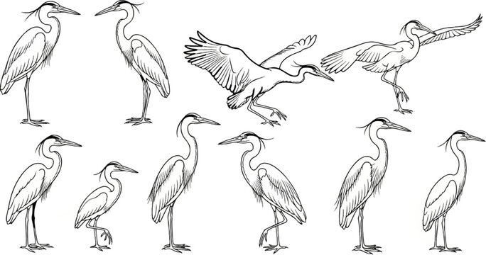 Ten sketches of herons in various poses, some standing, some in flight