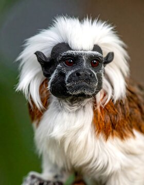 Cotton-top tamarin with white mane, dark face, brown-white body, sits against a blurred green-brown backdrop