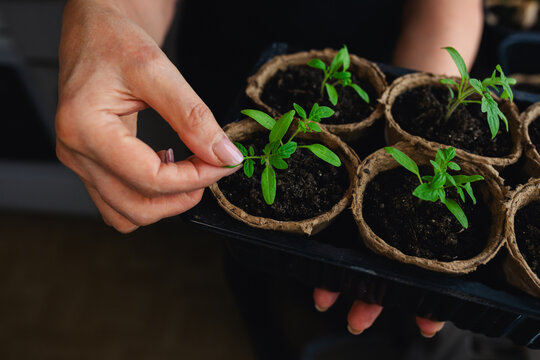 young seedlings of cucumbers and tomatoes in peat pots, plastic trays with soil for agricultural seedlings.  Containers with soil and sprouted pepper seeds are in the hands of an adult horticulturist