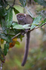 Fototapeta premium Lesser Bamboo Lemur (Hapalemur griseus) Curiously Looking from Foliage