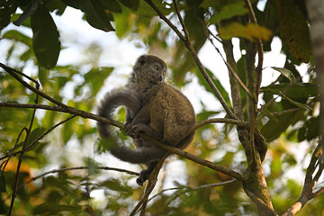 Fototapeta premium Lesser Bamboo Lemur (Hapalemur griseus) Resting with Curled Tail in Forest Canopy