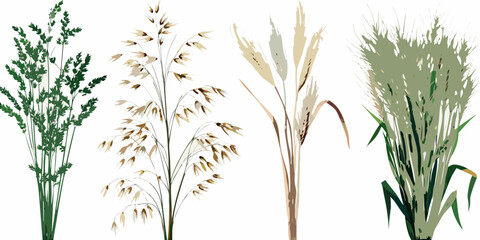 An illustration depicting various types of grasses and grain stalks © Sourav