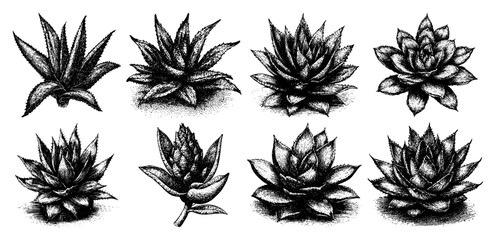 Collection of various succulent and cactus plants in detailed vintage stippled engraving style © Aisha Kudorova