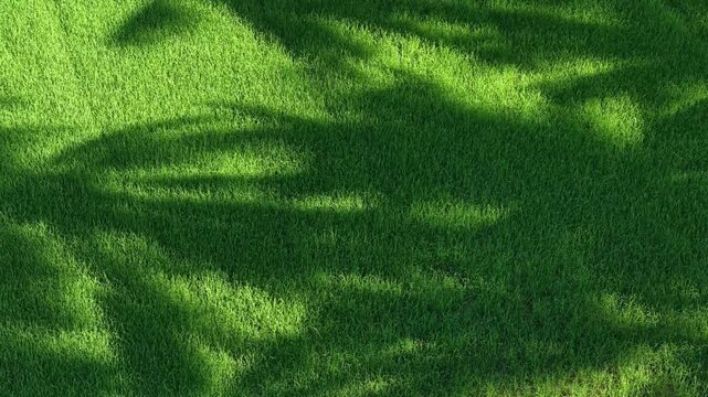 Aerial Natural Tree Shadows Across Green Paddy Field