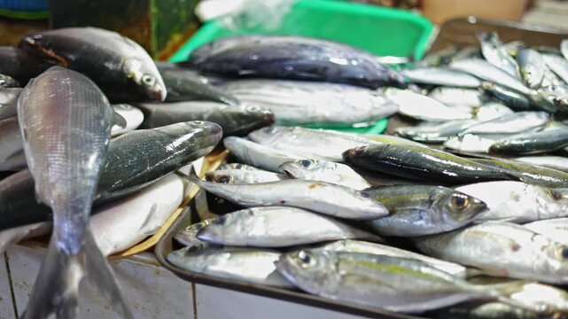 Pan over fish display transitioning to shrimp local market, fish display transitioning shows small seafood row with vibrant catch assortment, market moment, perfect seafood cuisine lifestyle videos.
