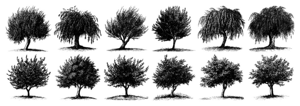 Set of various deciduous and weeping trees in detailed vintage engraving style