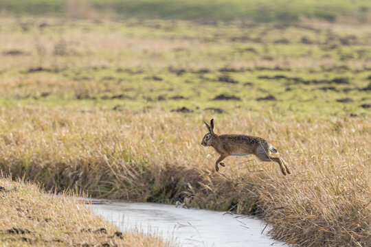 A jumping hare during matingtime.