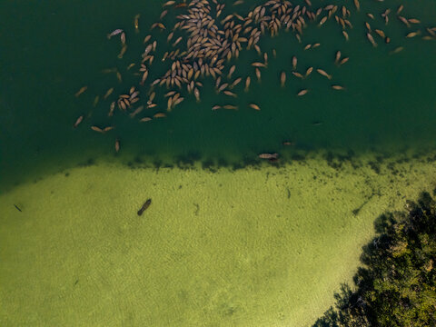 Aerial view of a large group of manatees congregating in the warm, teal waters near the shore, where the sandy bottom is visible, Gibsonton, Florida, United States.