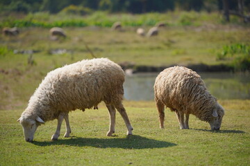 Obraz premium Two sheep grazing on green pasture near a pond in rural farmland landscape under sunlight. Livestock farming scene representing agriculture, sustainable farming, countryside life, and natural environm