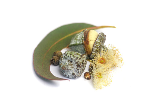 Close-up of eucalyptus fruits gumnuts, flower and green eucalipto leaves on white background