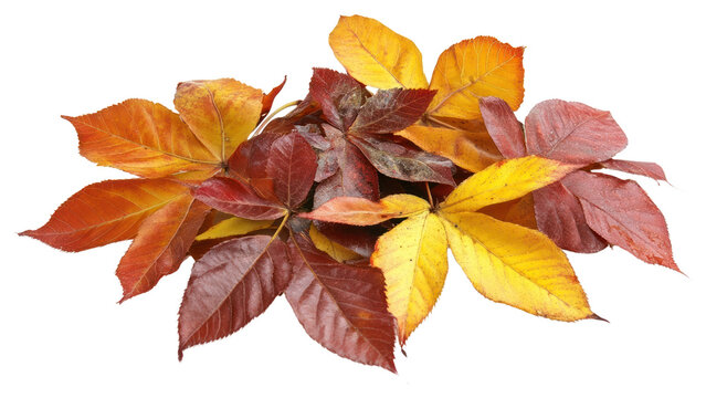 Real horse chestnut leaves leaf plant tree.