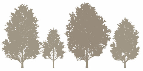 Silhouettes of coniferous trees against a plain white background © SreemotiRaba