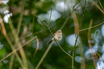 Obraz premium Tjiftjaf on a branch