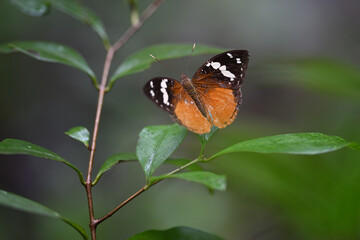 Obraz premium Madagascar Forest Nymph (Aterica rabena) Resting on Green Leaf