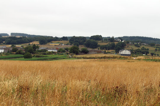 on Camino from Sarria to Portomarin Wheat Fields July 2024