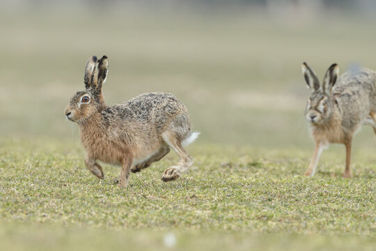 Hare in nature during mating.time.