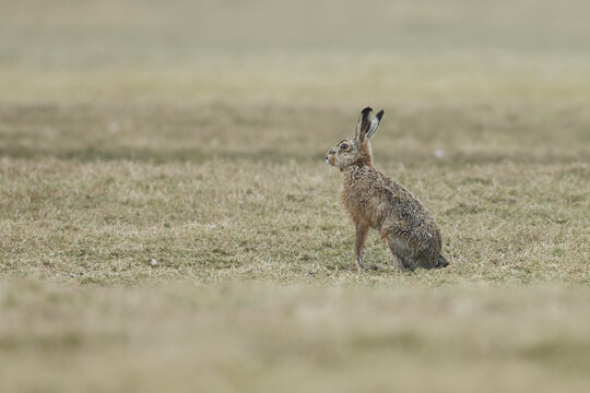 Hare in nature during mating.time.