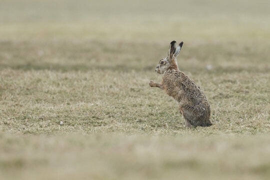 Hare in nature during mating.time.