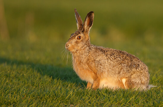 Hare in nature during mating.time.